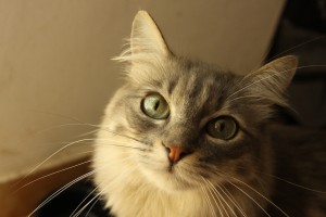 chat cousine cracovie