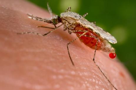 Paludisme ou malaria…that’s the question!