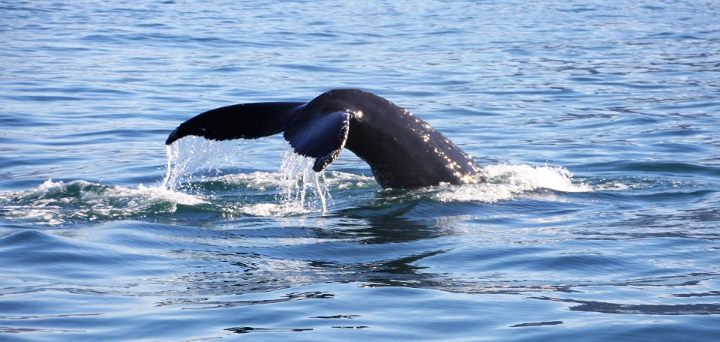 Islande Aller à la rencontre des baleines à Husavik