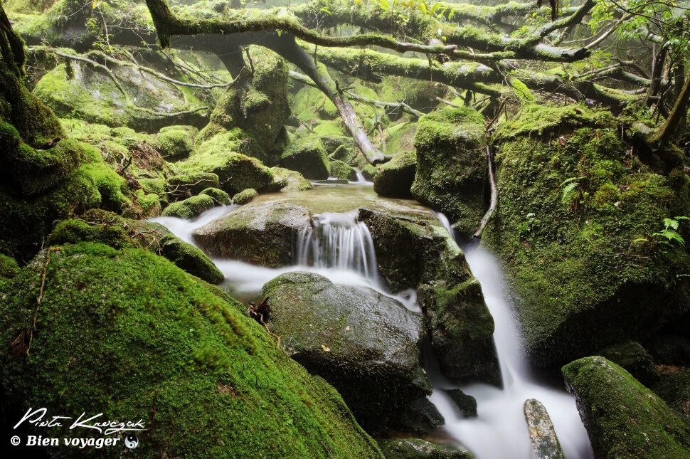 Japon : Dans la forêt primaire et enchantée de Yakushima.