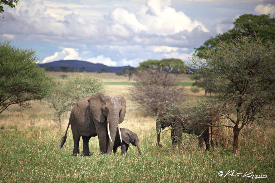Mon safari en Tanzanie : 5 erreurs à éviter