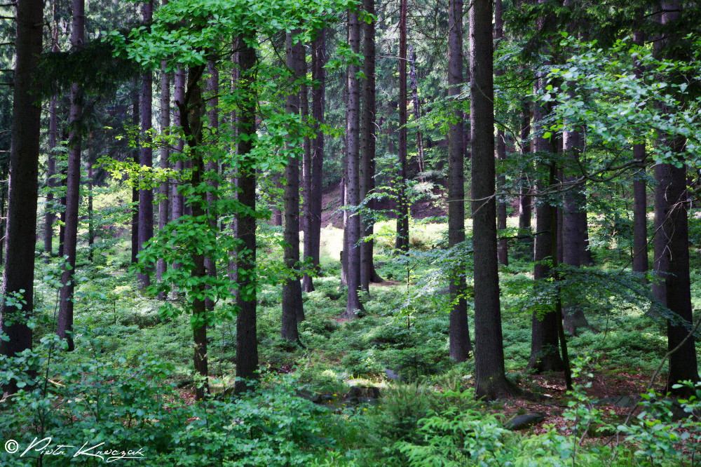 forêt polonaise karpacz