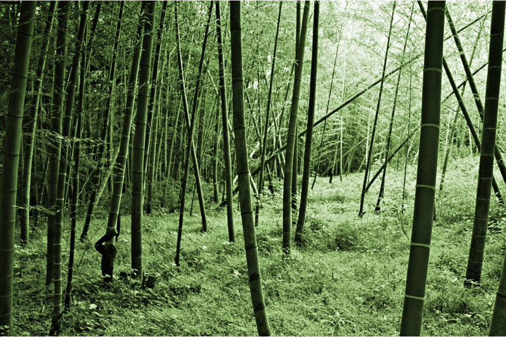 forêts bambous