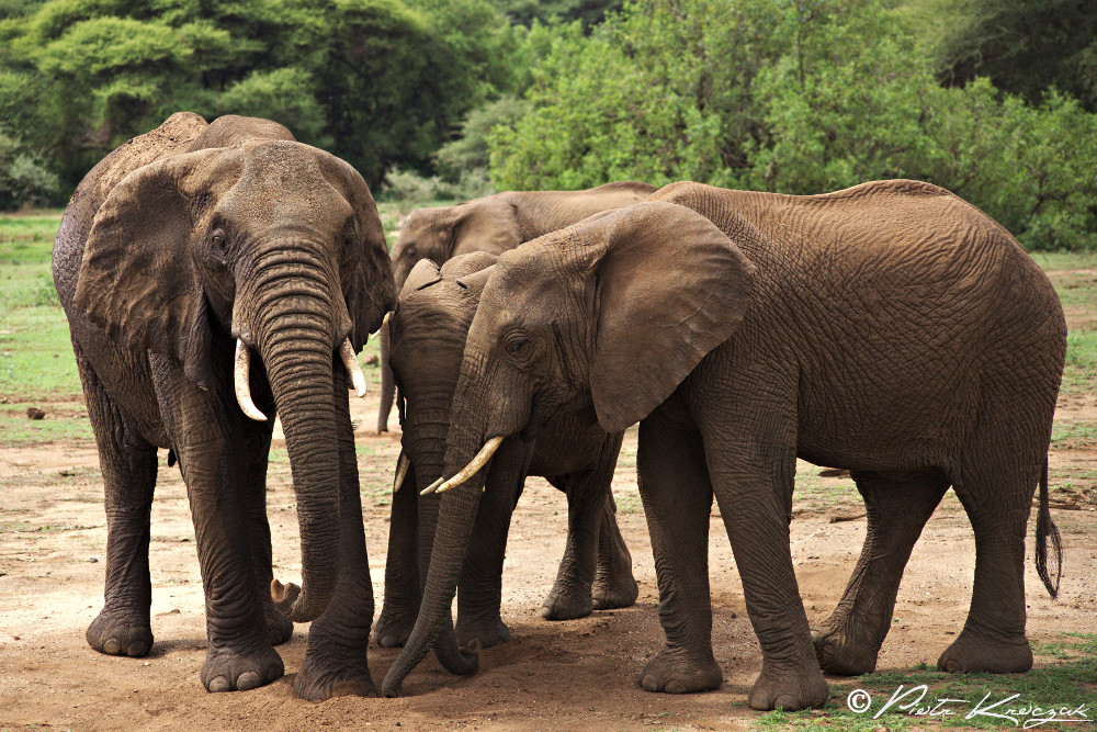 Safari en Tanzanie : une aventure inoubliable au cœur de la faune sauvage