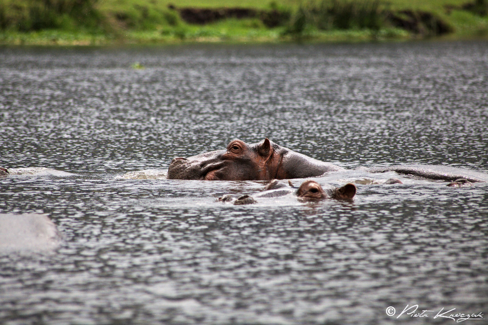 tanzanie - hippopotame
