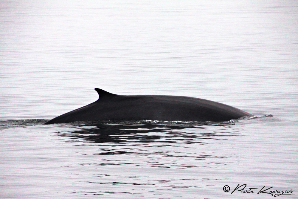 Cache cache avec les baleines de Tadoussac.