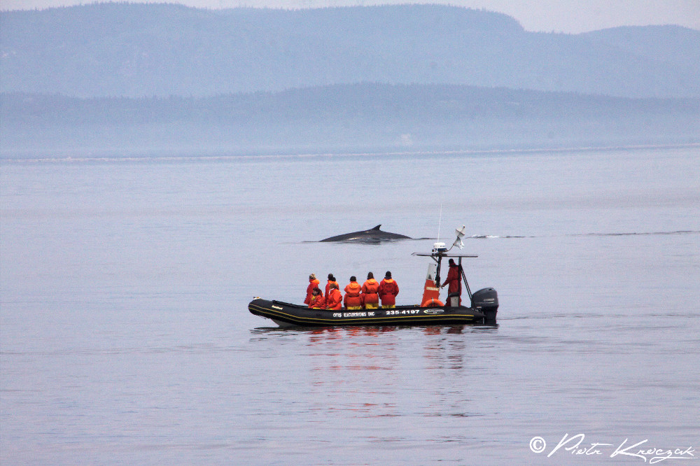 baleine tadoussac (9)