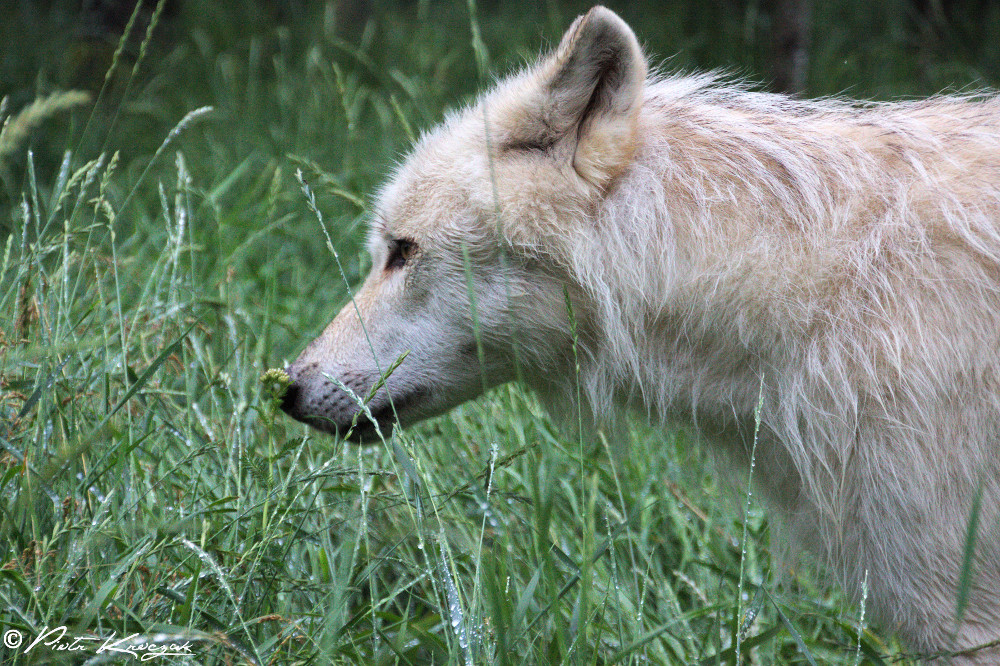 loups quebec (10)