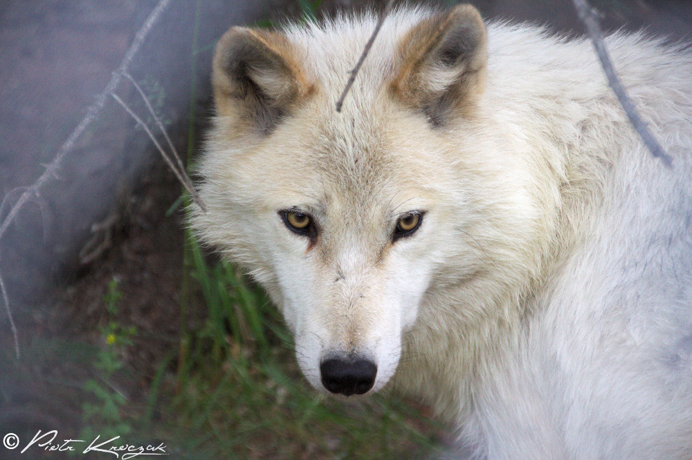 Québec – Ma rencontre avec les loups