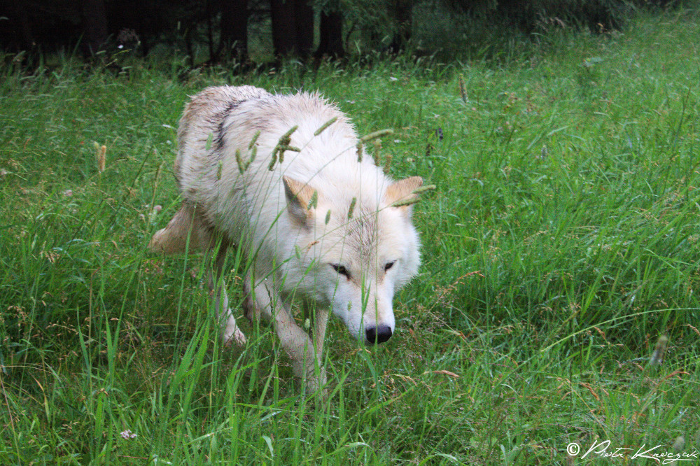 loups quebec (9)