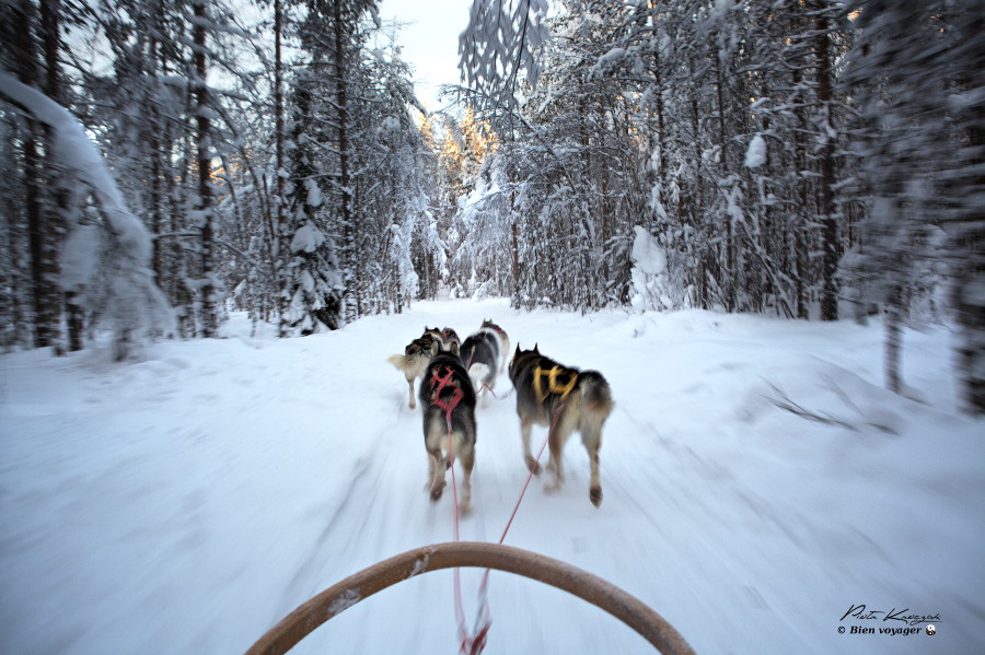 husky rovaniemi