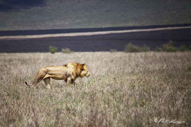 Une nuit dans le parc du Serengeti en Tanzanie.